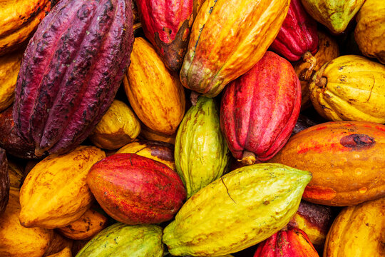 Nigerian Cocoa Export
