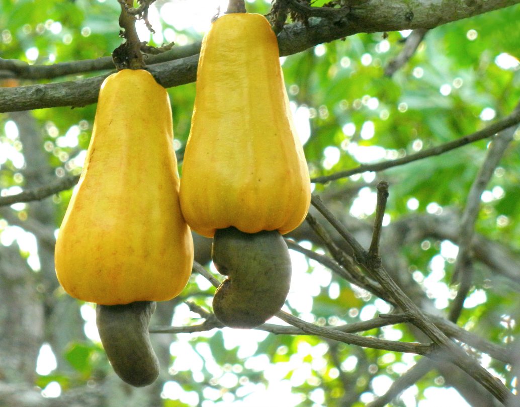 Cashew nut export Nigeria