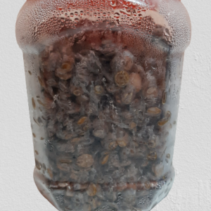 L FRESH LOCUST BEANS (IRU)