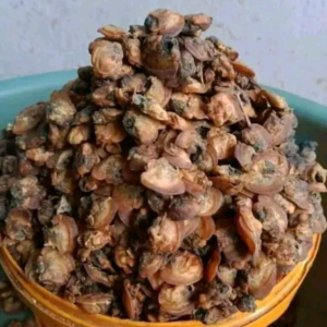 Dried Mgbe(Oyester)custard paint 3kg