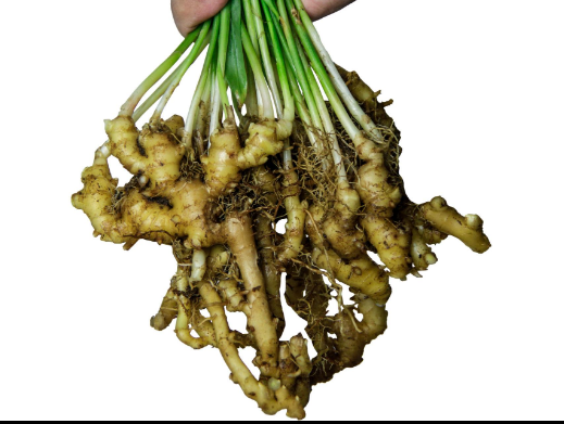 Buy Nigerian Ginger