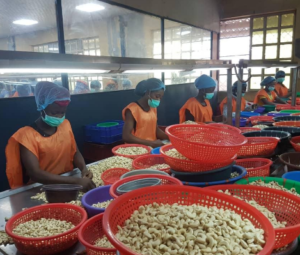 Nigerian Cashew Nuts