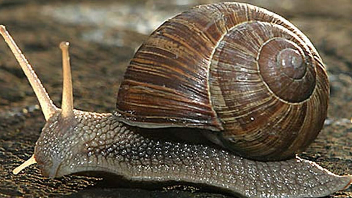 Snail Export