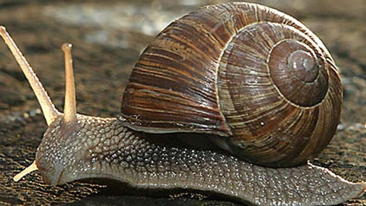 Snail Export